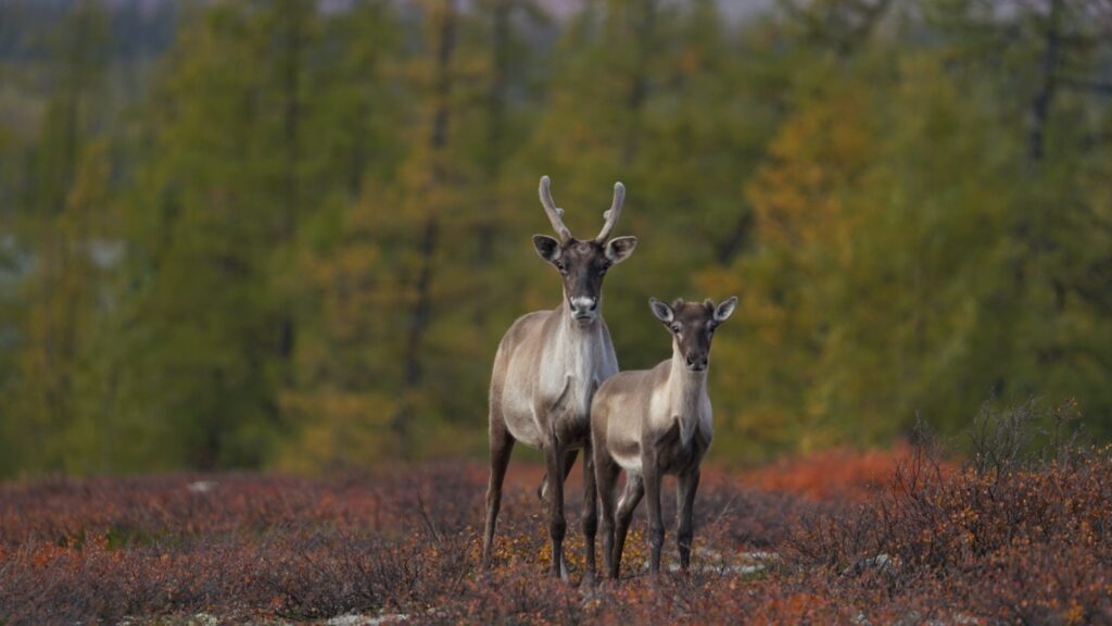 In Northern Quebec’s Tundra, Wilderness Is Still Wild