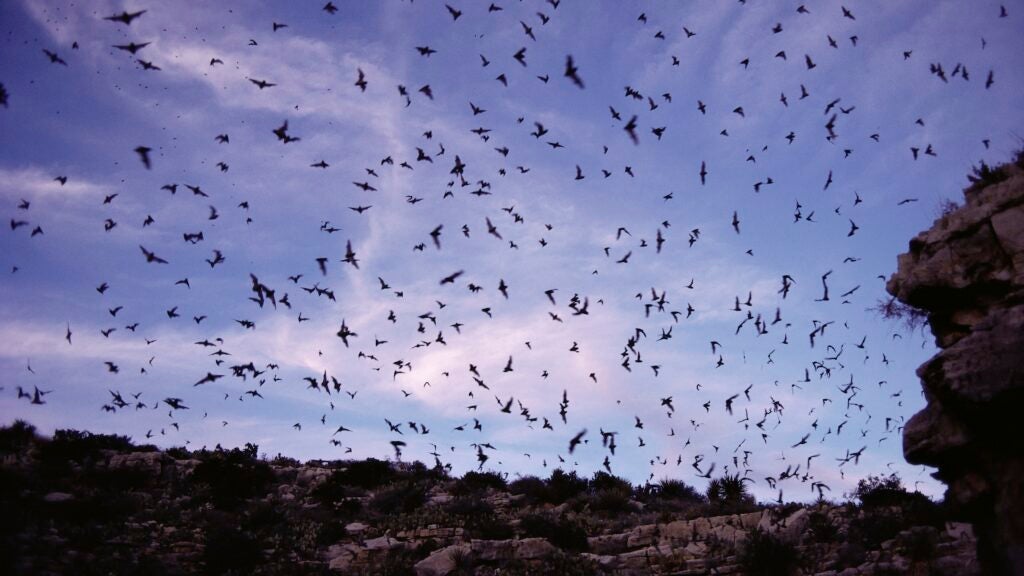 These Creatures In National Parks Are Horror Movie Material