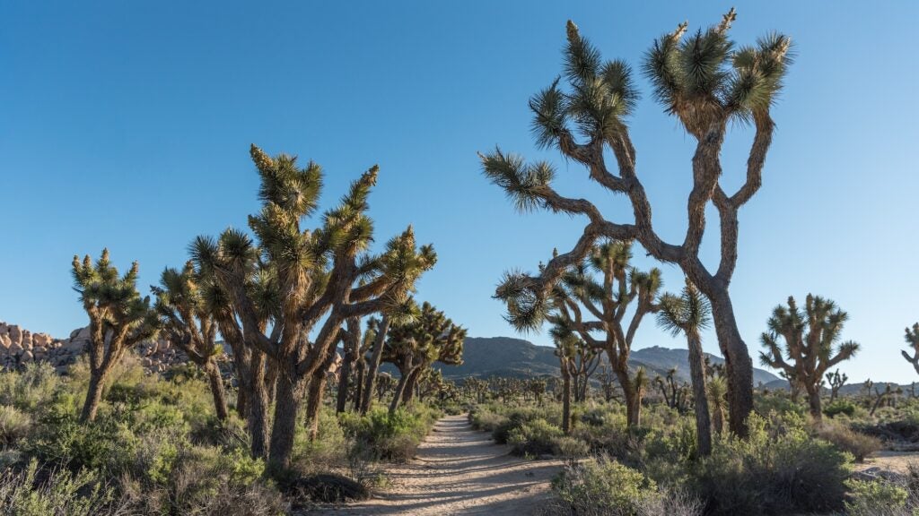 This 36.5-Mile Trail Is Joshua Tree’s Best-Kept Secret